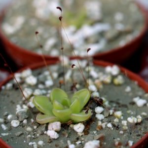 Pinguicula
