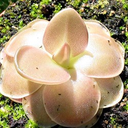 Pinguicula x Weser