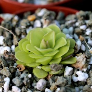 Découvrons Pinguicula Bailly : image à la une