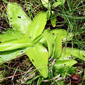 Accueillir Pinguicula et Heliamphora chez soi : image à la une