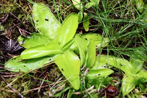 Pinguicula grandiflora cultivée en tourbière aménagée