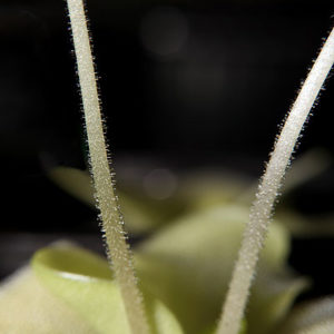 Pinguicula et Stratégie de capture : image à la une