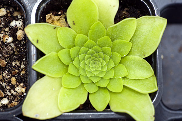 Rosette hivernale de Pinguicula mexicain