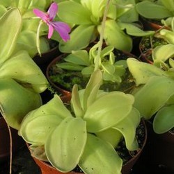 Pinguicula moranensis