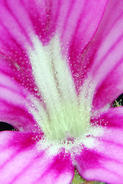 Pinguicula moranensis en fleur