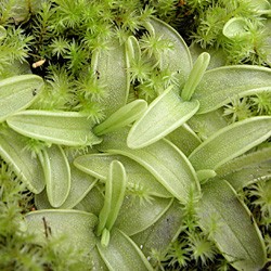 Pinguicula primuliflora