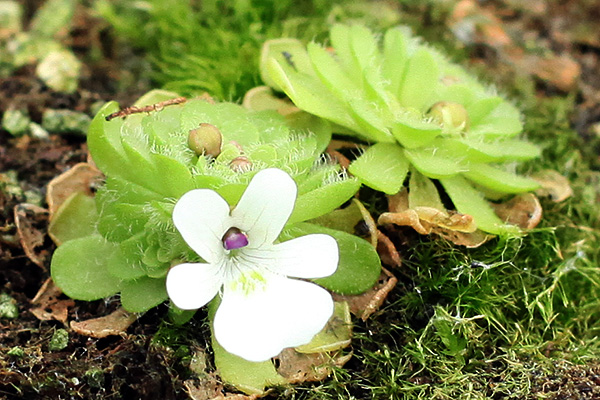 Pinguicula au repos, avec sa fleur !