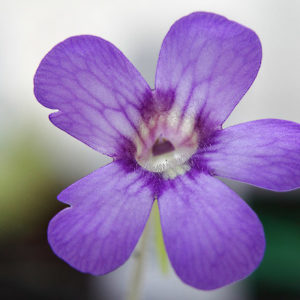 Des fleurs qui cachent bien leur jeu : image à la une