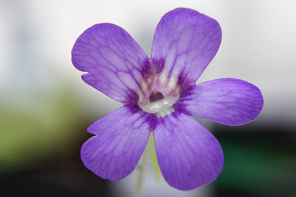 Pinguicula tina en fleur