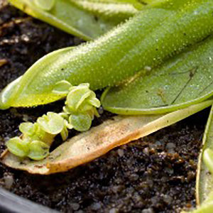 Marcottage naturel : un exemple chez une plante carnivore : image à la une