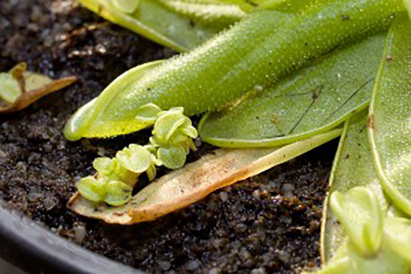 Deux mois plus tard, la feuille mère périclite, tandis que les plantules arborent déjà des signes de carnivorie (présence de mucilage).