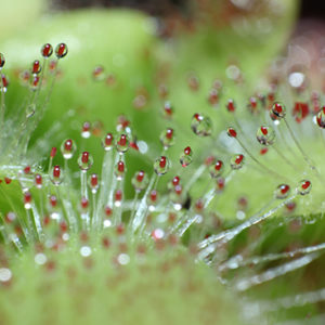 Généralités sur les plantes carnivores : image à la une