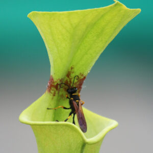 Les mythes à démystifier sur les plantes carnivores : image à la une