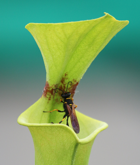 Tous les mythes des plantes carnivores passés à la loupe !