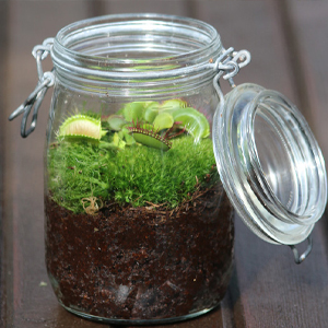 Dionaea