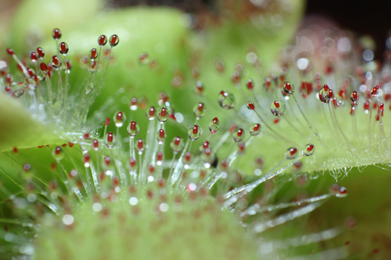 Plante carnivore