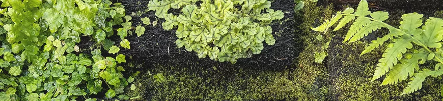 Association de plantes de terrarium variées sur lit de mousse et substrat humide