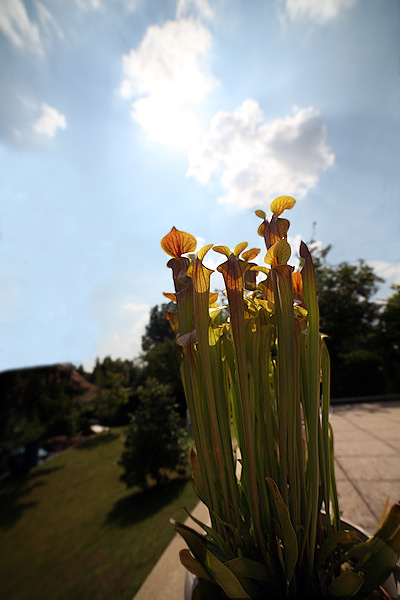 Il fait chaud pour les plantes carnivores aussi !