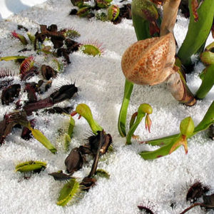 Plantes carnivores et neige : image à la une