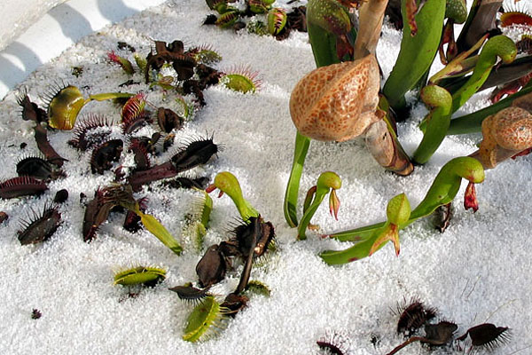 Des plantes carnivores cultivées à la dure