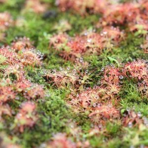 Plantules de Drosera : image à la une