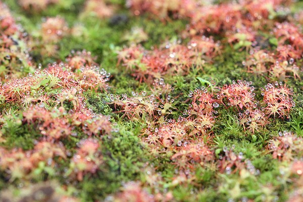 Plantules de Drosera aliciae