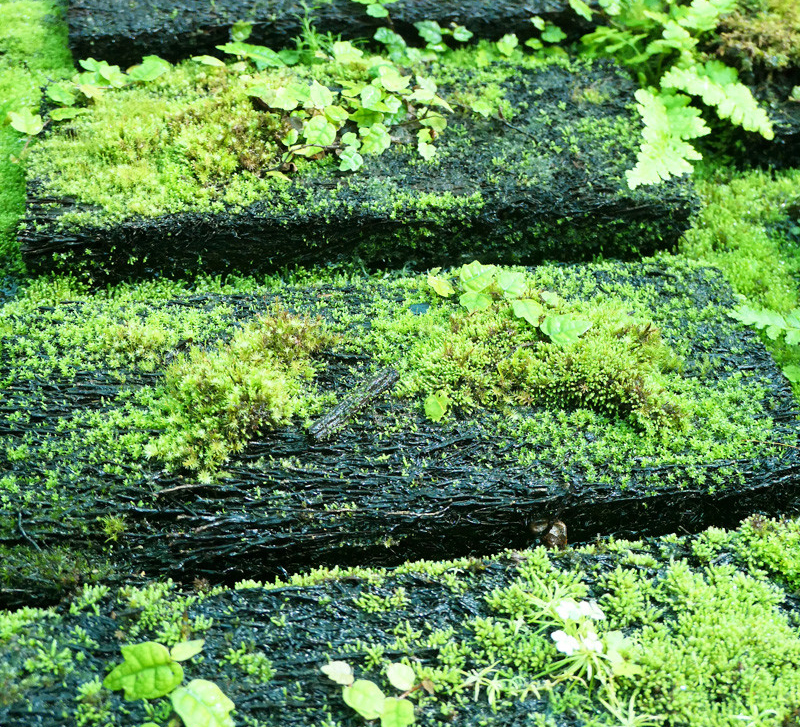 Xaxim avec mousse, fougères, ficus, etc.