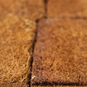 Le xaxim : guide complet pour créer un mur végétal tropical durable en terrarium : image à la une
