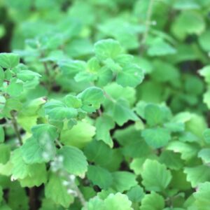 Plectranthus