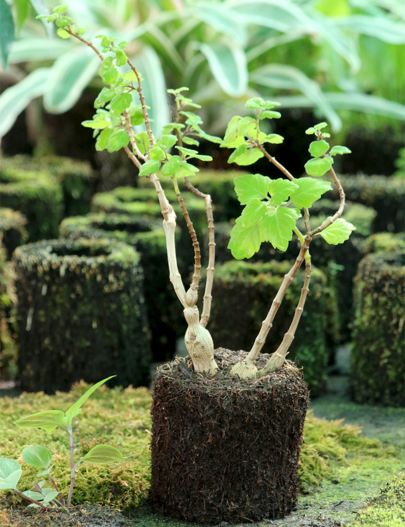 Plectranthus raciné en xaxim pour terrarium