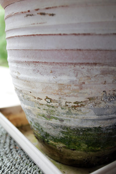 Les pots en terre cuite n'offrent pas un milieu sain, à long terme, pour les plantes carnivores.