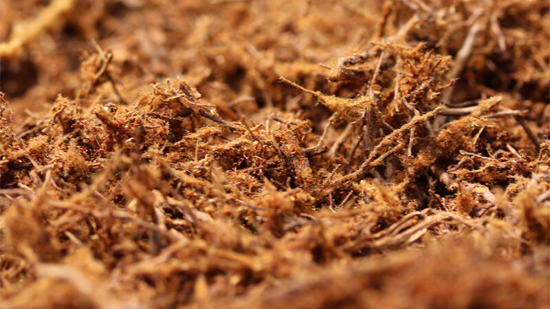 Poudre de xaxim naturelle utilisée comme substrat pour plantes tropicales et terrariums