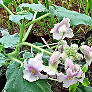 Plante carnivore Proboscidea louisianica