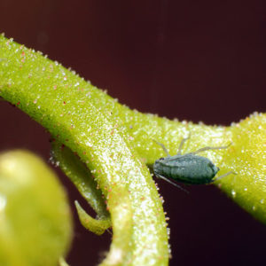 Insecticides naturels contre les pucerons et autres parasites : image à la une