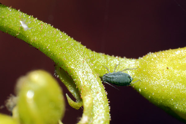 Puceron sur Drosera