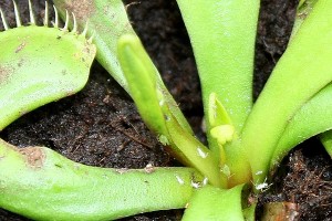 Pucerons sur Dionaea muscipula (les blancs sont morts).