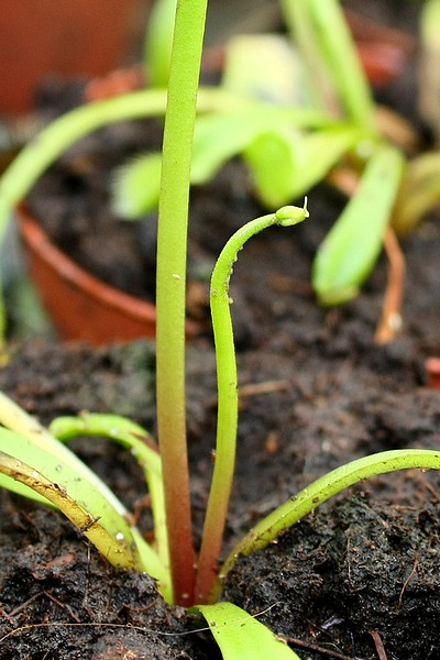 Pucerons sur une hampe florale de Dionaea muscipula, causant sa torsion.