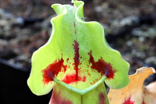 Sarracenia purpurea 'Sorrow', détail de l'ouverture d'une urne