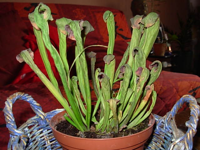 onséquences de l'attaque d'un Pythium sur un Sarracenia (photo : Pascale Munier)