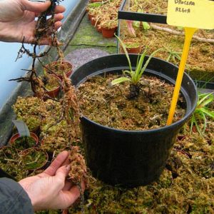 Racines de Drosera : image à la une