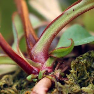 Dans le cycle de vie d’un Nepenthes : image à la une