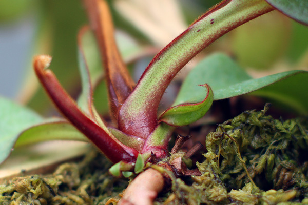 Jeunes Nepenthes en devenir