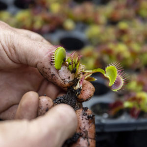 Le rempotage des plantes carnivores : image à la une
