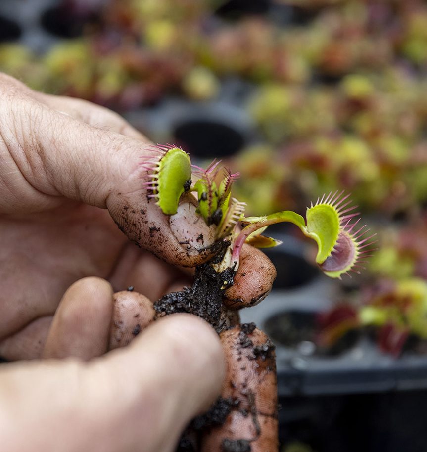 Il faut du doigter pour rempoter certaines plantes carnivores