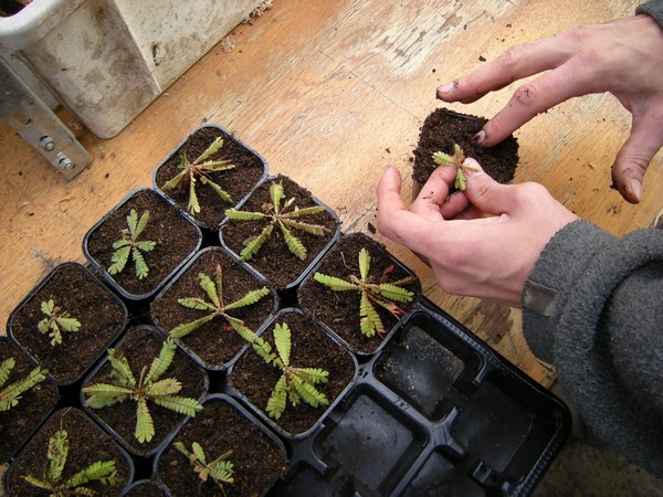 Rempotage Biophytum sensitivum