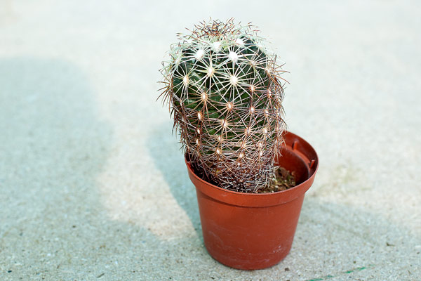 Substrat très tassé, pot rendu instable par le poids de la plante… Un rempotage s’impose !
