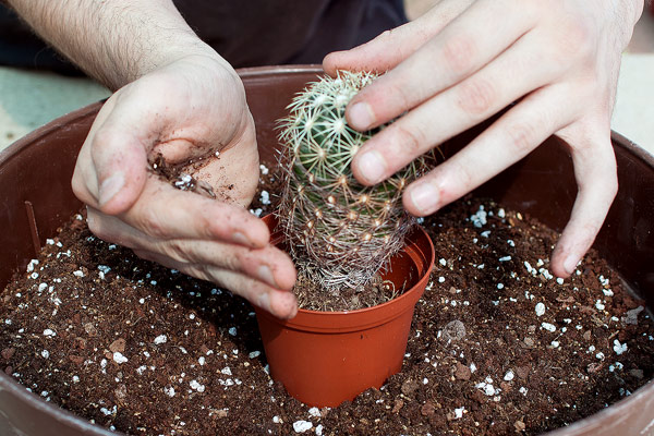 Le cactus est dans son nouveau pot, il ne reste plus qu’à combler le vide.
