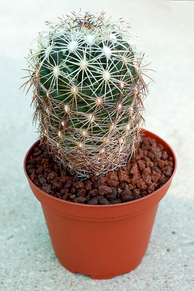 C’est fini, le cactus est rempoté !