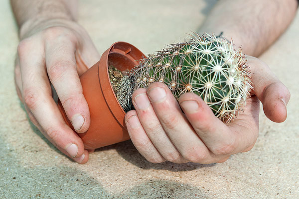 Ce cactus n’est pas des plus « agressifs » !