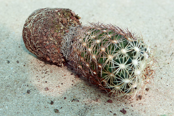 Cactus dépoté, et sa motte de racines